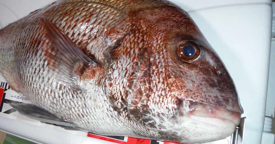 マダイ釣り初心者 に教えたいチェック項目 つられんたん Note