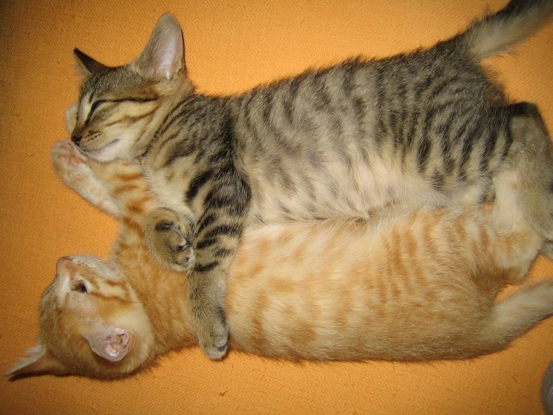 ねこに 名前が付くまでと 保護から半年 あずきの庭 Note ねこに 名前が付くまでと 保護から半年 あずきの庭 Note