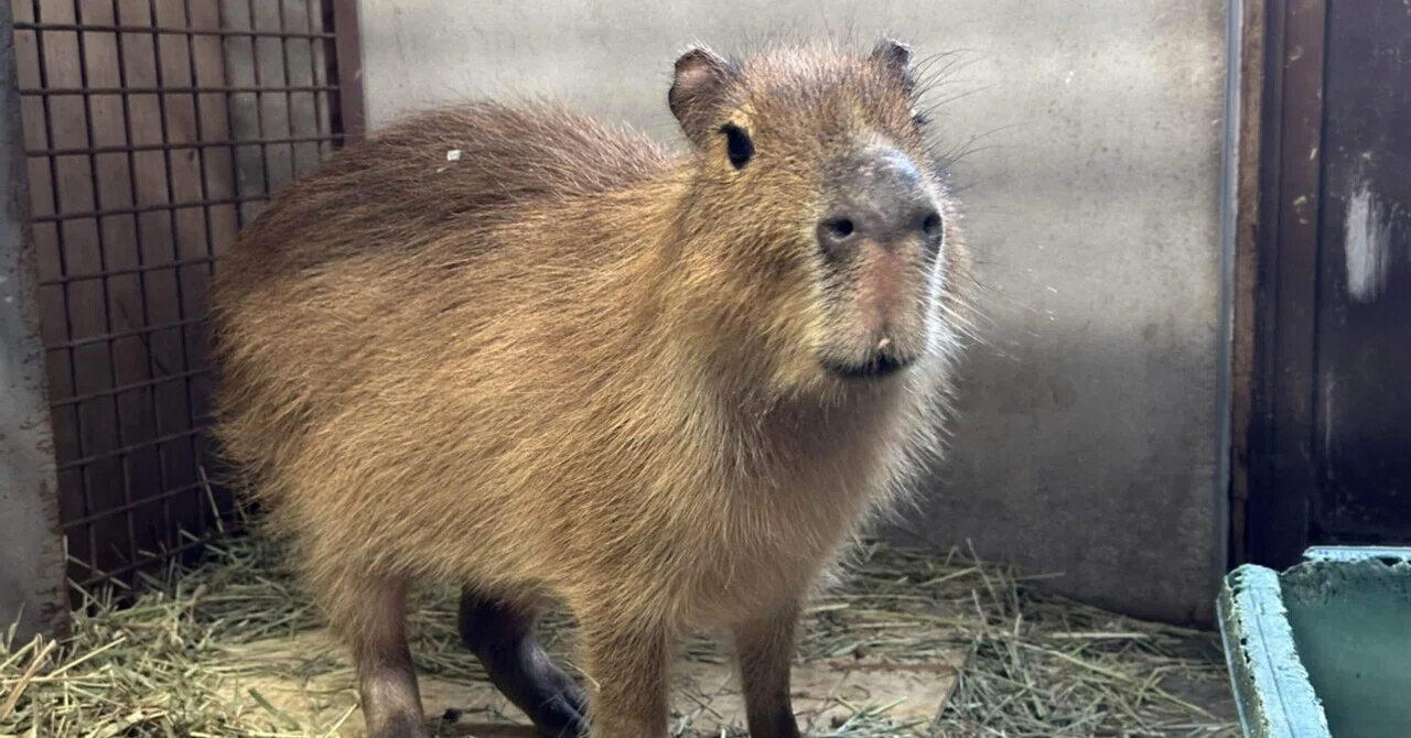 カピバラが3頭仲間入りしました！｜那須どうぶつ王国公式note