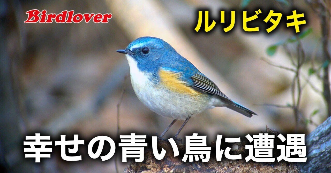 幸せの青い鳥・ルリビタキ♂｜Birdlover