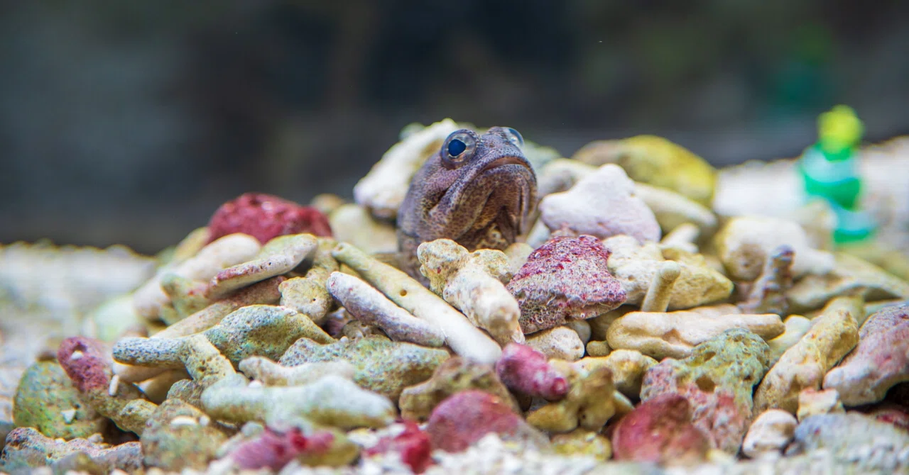 逃げる前提で、生きている― ハタタテハゼという「臆病の完成形」 ―|Sumatra 海響館で働きたい