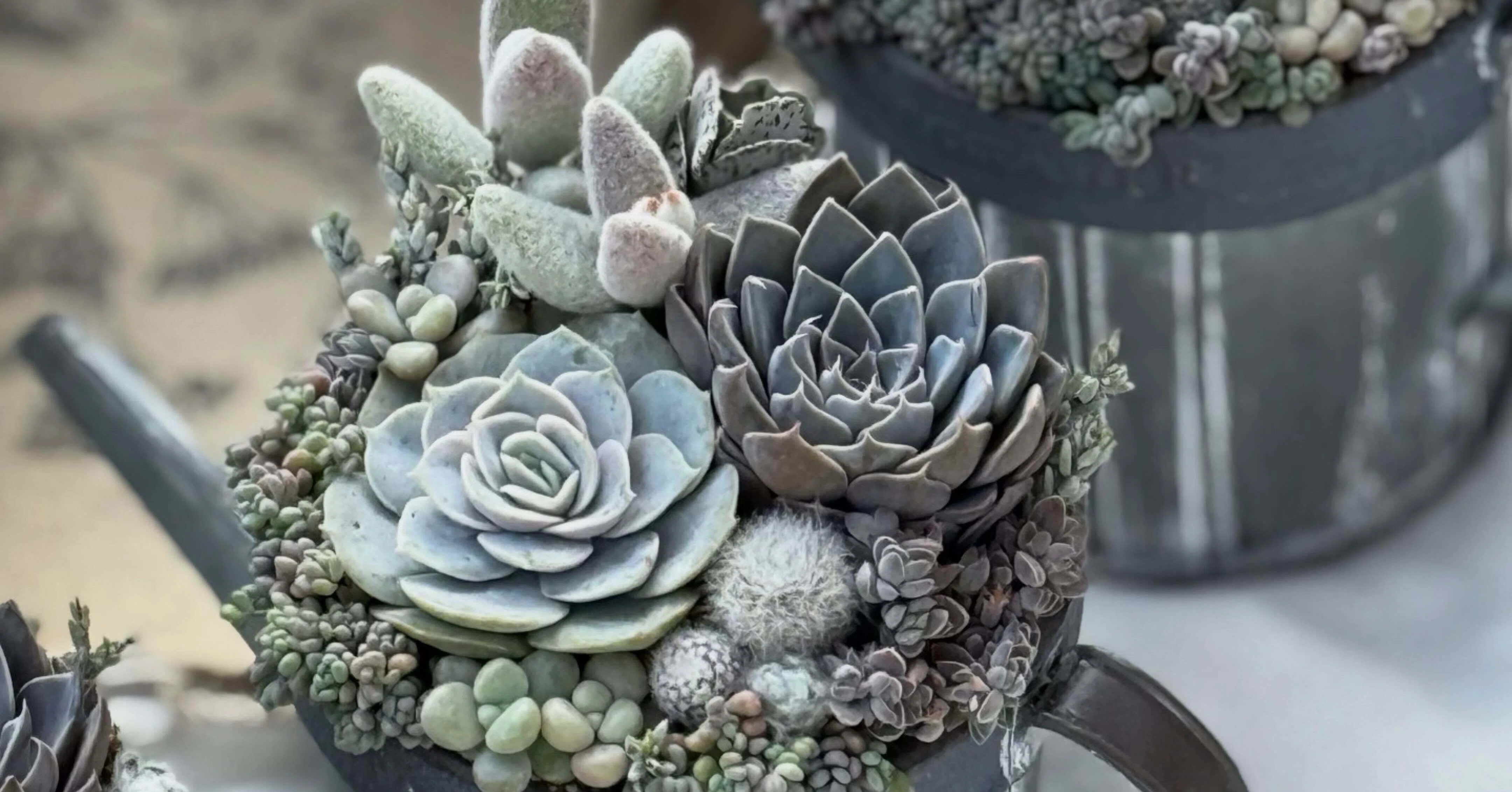 コメント専用です！多肉植物の寄せ植え◡̈⃝︎ ご注文の多肉の寄せ植え 寄せ植えお作り致します。 植木鉢の持ち込みOK