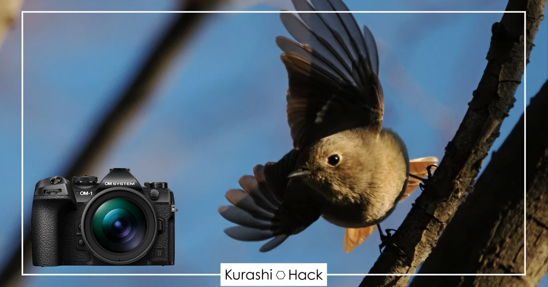 鳥たちの羽ばたきを撮る!【OM-1 Mark II + 100-400mm II 実写レビュー 鳥たちの羽ばたきを撮る!【OM-1 Mark II + 100-400mm II 実写レビュー
