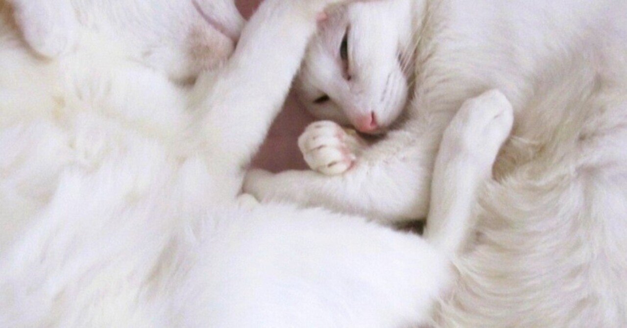 ある日のしろねこ＊今年も仲良く｜真帆しおん＊Shion MAHO