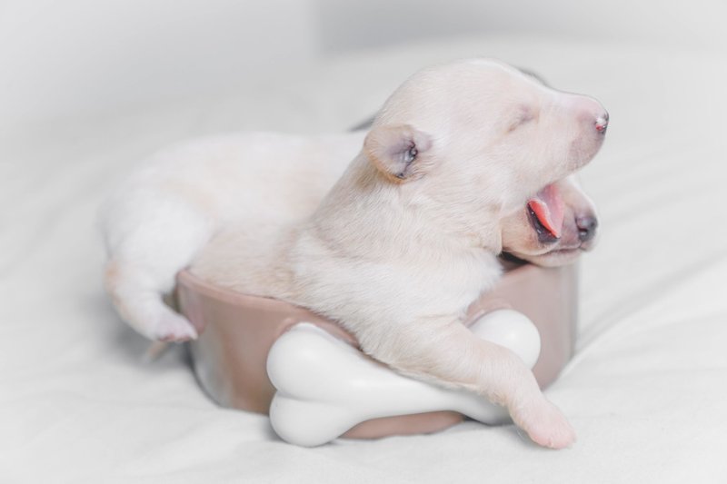 未経験で転職 動物看護師になる為には ぺット職業マニア Note 未経験で転職 動物看護師になる為には ぺット職業マニア Note