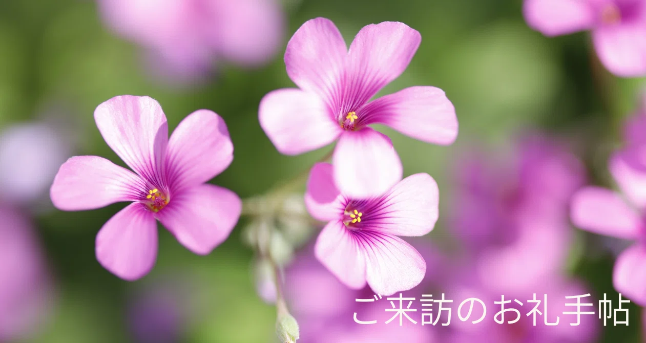 ノムラモミジ（濃紫紅葉）｜Garden archive