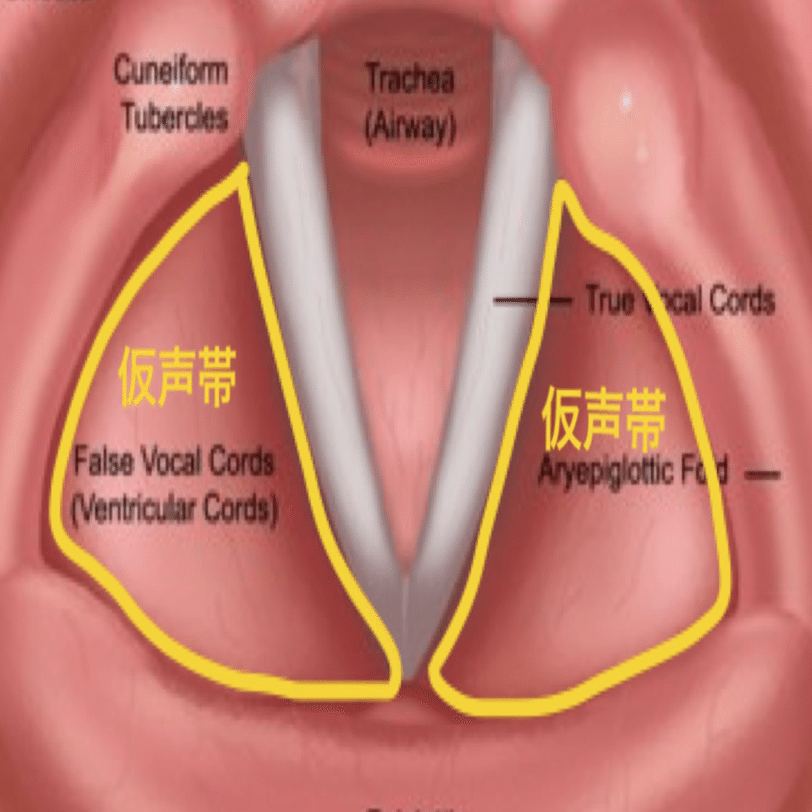 生きてれば知っておきたい 声帯 の話 鳥山真翔 Note
