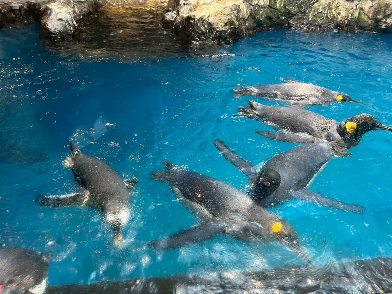 長崎旅行珍道中② 長崎ペンギン水族館到着｜ISAO/獣医師