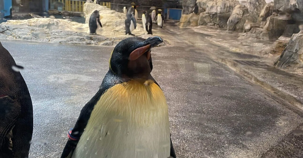 長崎旅行珍道中② 長崎ペンギン水族館到着｜ISAO/獣医師