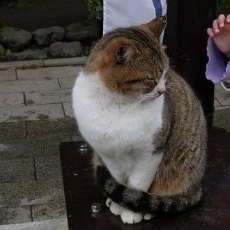 のらねこノート