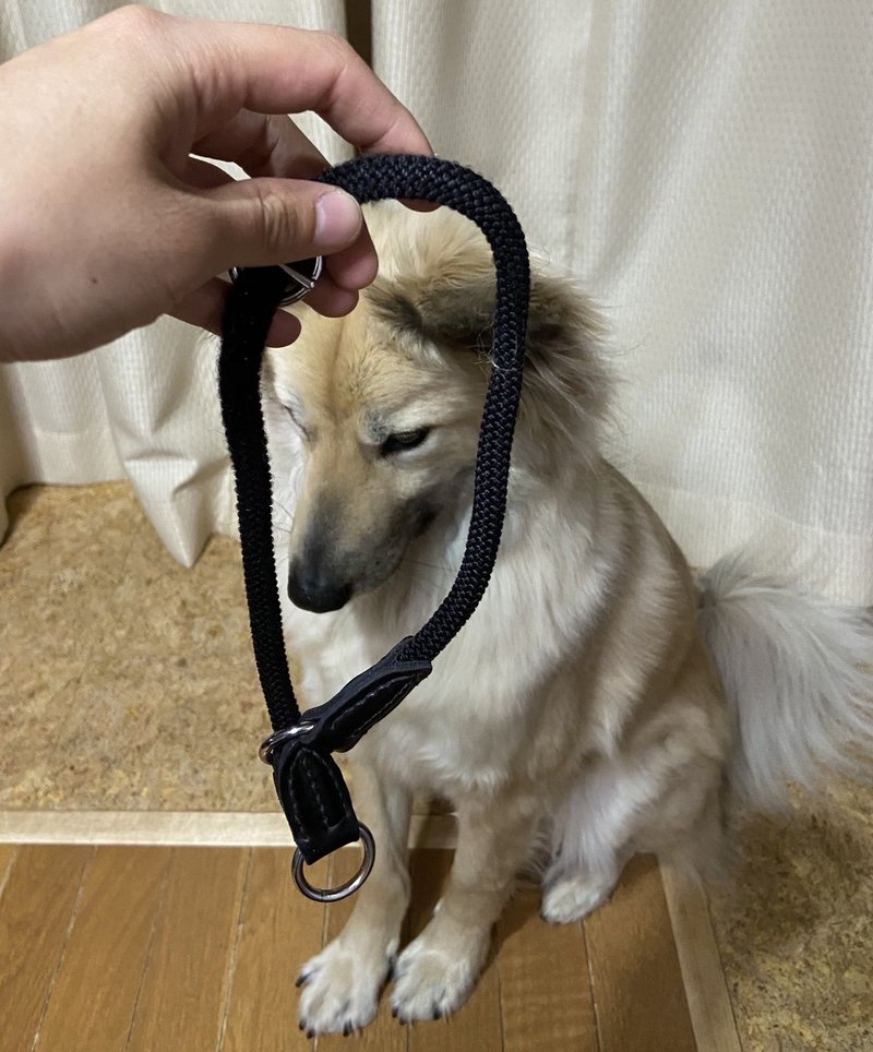 保護犬の逃走防止に最適 スリップリードの使い方 ドッグライフサポーター 獅子パパ Note 保護犬の逃走防止に最適 スリップリードの使い方 ドッグライフサポーター 獅子パパ Note