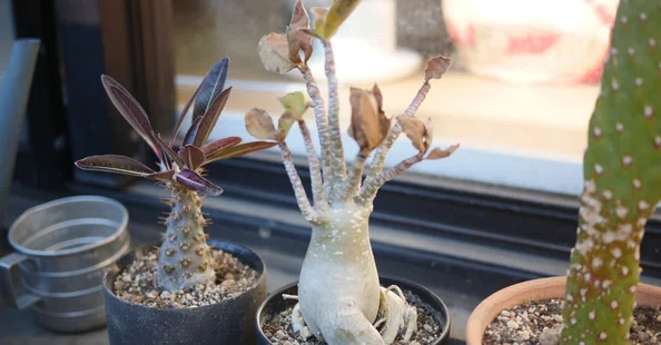 その他観葉植物 Anadendrum sp. Sabah 観葉植物 | Plants｜note ワタナベ｜note