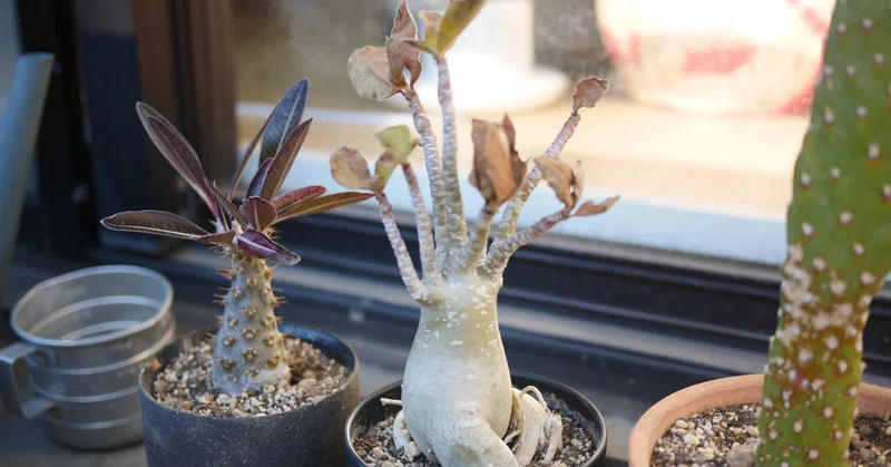 その他観葉植物 Anadendrum sp. Sabah その他観葉植物 Anadendrum sp. Sabah その他観葉植物 Anadendrum sp
