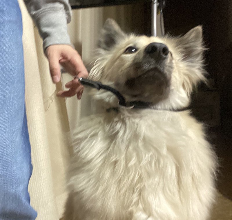 保護犬の逃走防止に最適 スリップリードの使い方 ドッグライフサポーター 獅子パパ Note