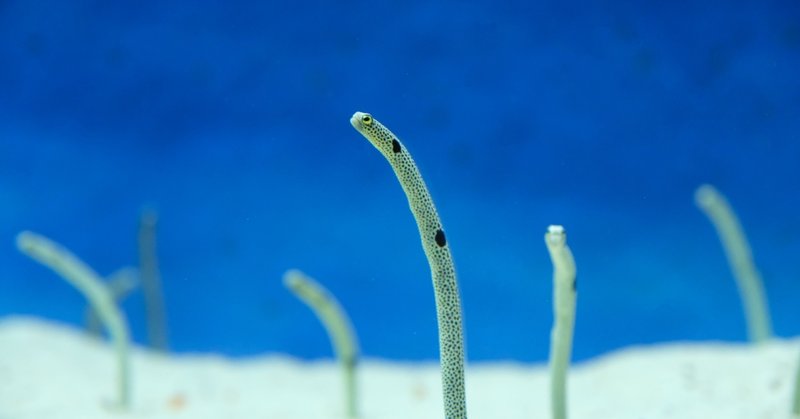 人間を忘れたチンアナゴ 愛川ゆうひ Mist Note