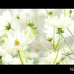 blanc (#98d98e ver.)