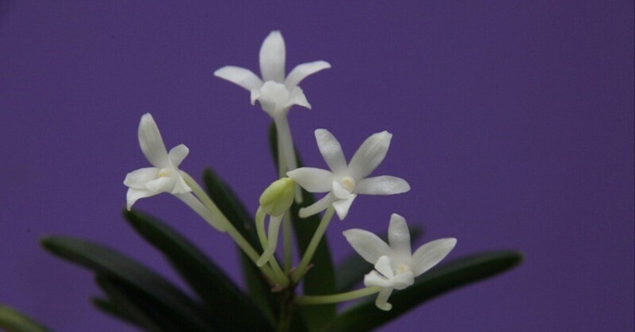 富貴蘭「旭翠」の花(過去の画像倉庫から)｜KJ Morison