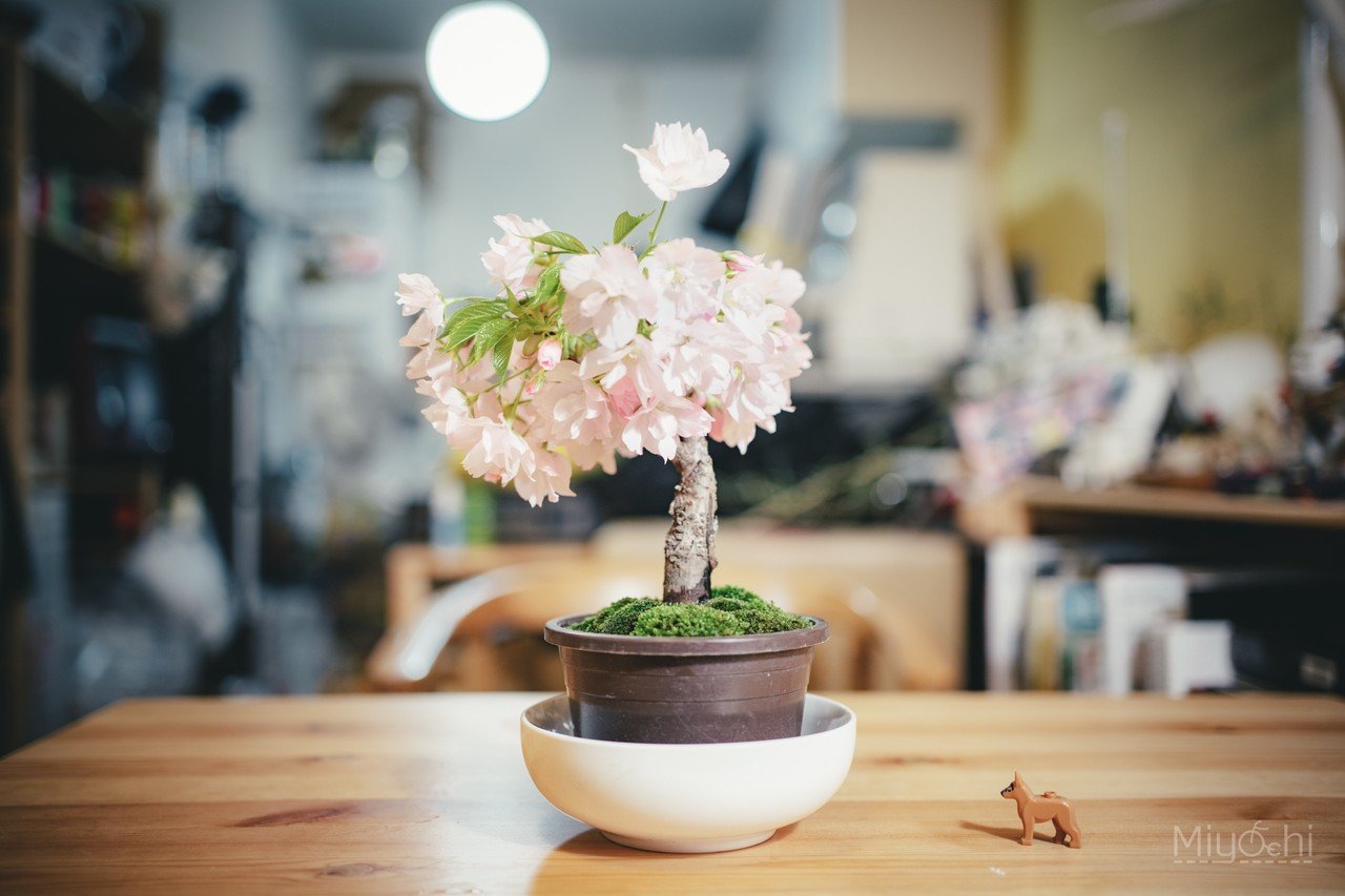 桜の盆栽｜miyachi /ミヤザキマサキ