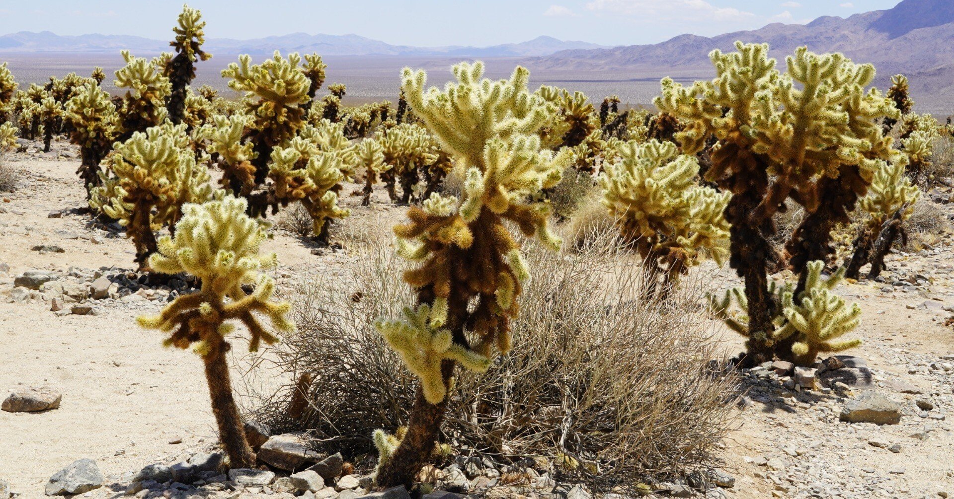 ジョシュアツリー国立公園【Joshua Tree National Park】〜砂漠の絶景