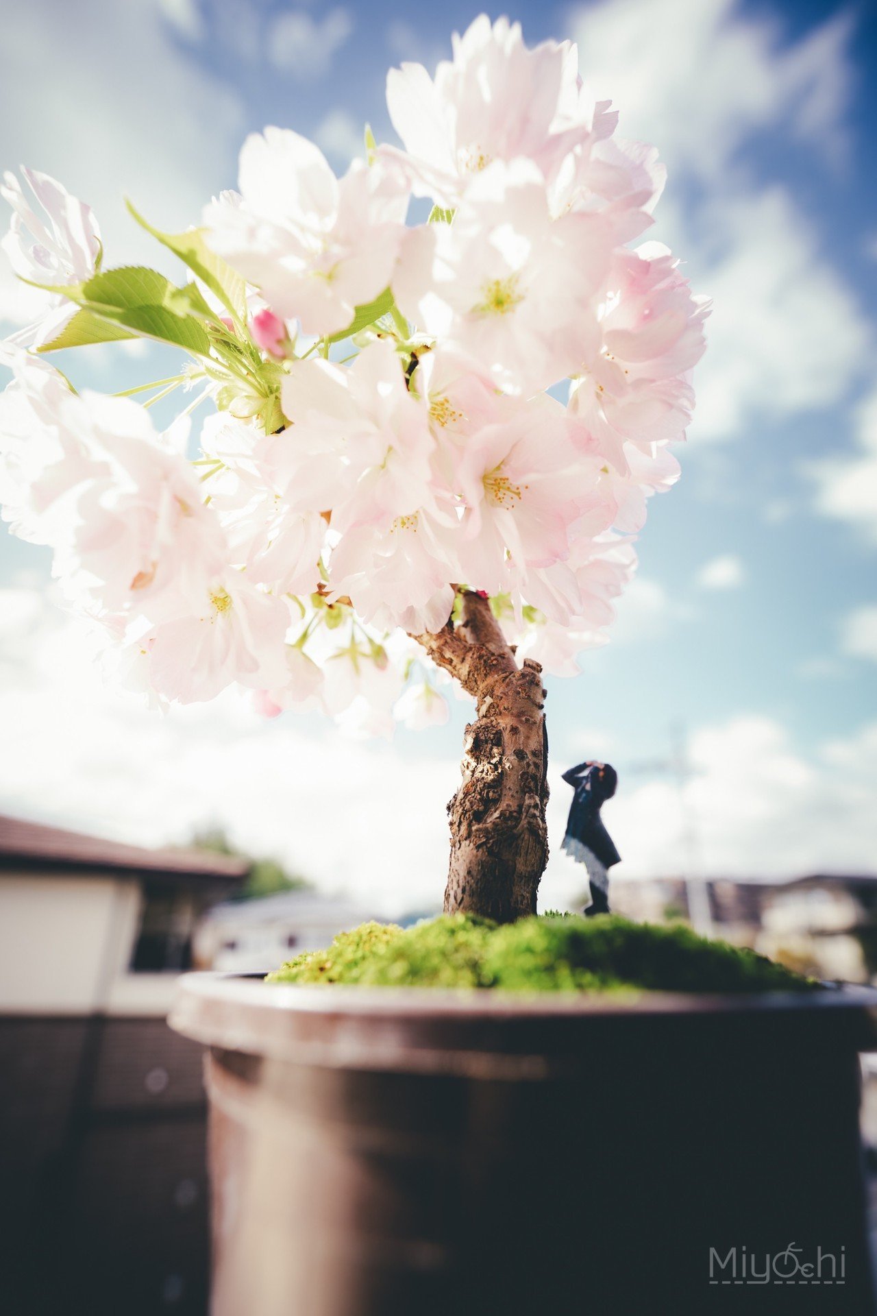 桜の盆栽｜miyachi /ミヤザキマサキ