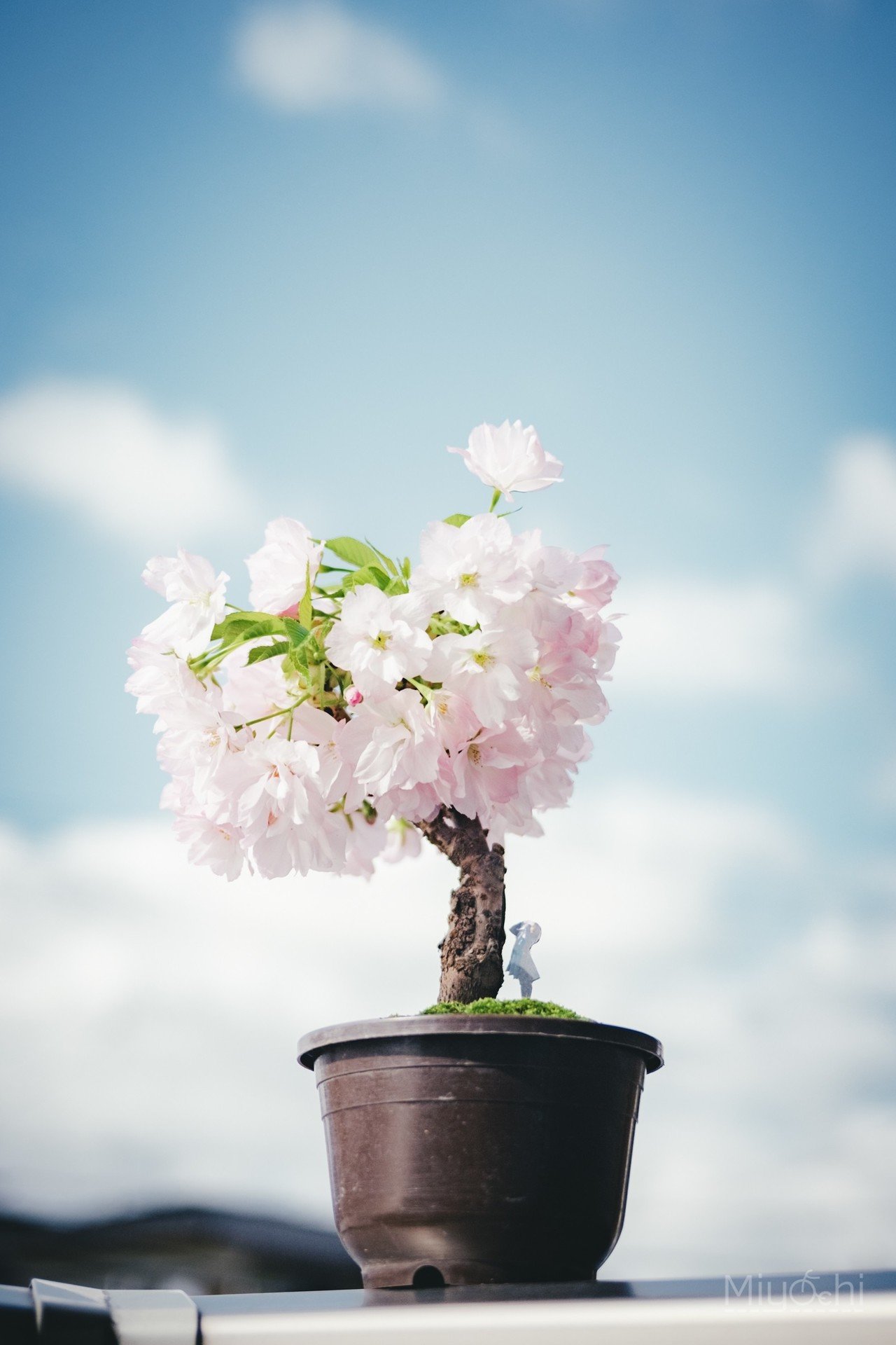 桜の盆栽｜miyachi /ミヤザキマサキ