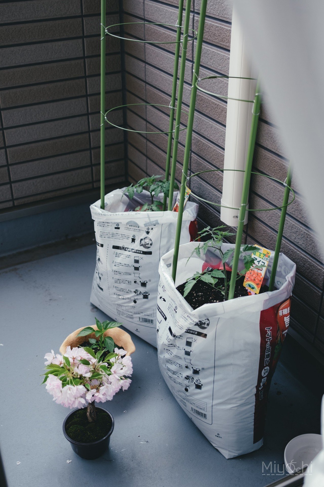 桜の盆栽｜miyachi /ミヤザキマサキ