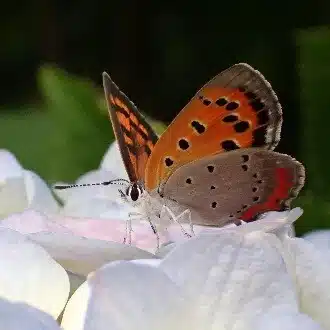 hiroko/灯月（あかつき）