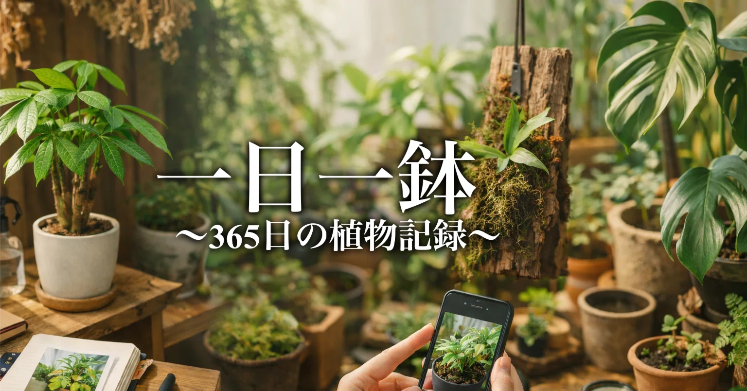 一日一鉢:コノフィツム・ラツム【2026年1月5日】｜コタロー【ミドリナ