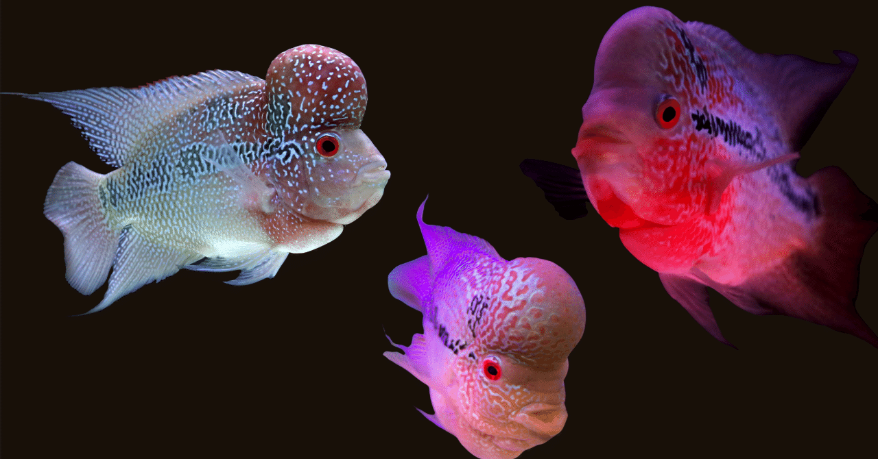 人間が作り出した魚「フラワーホーン」の正体とは？進化の歴史から飼育