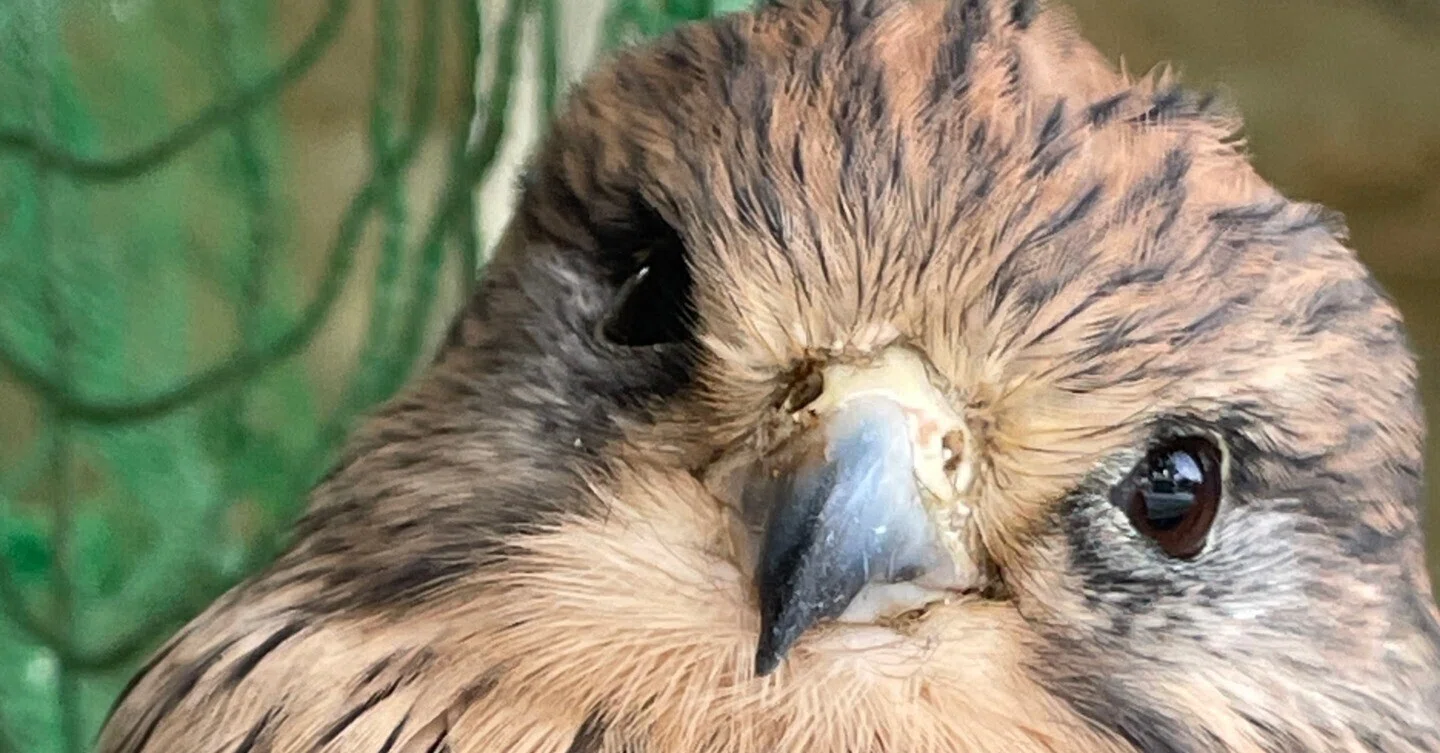 鳥の話をさせてください｜フォレスト出版