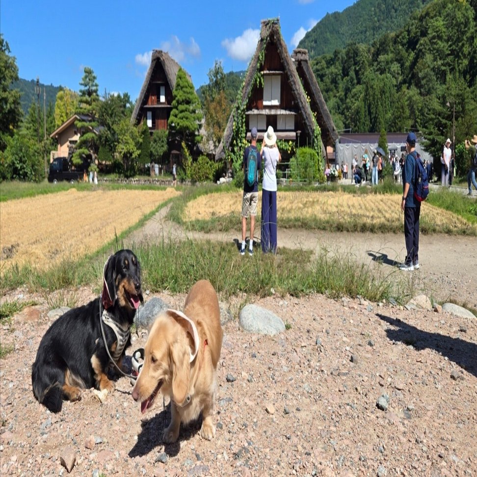 ミニチュアダックス入郷！世界遺産『白川郷』②｜ふじむらなつき