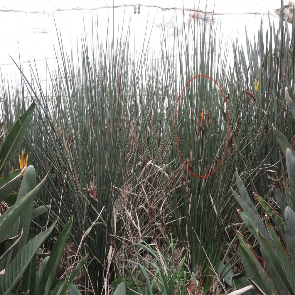 ストレリチア・ジャンセア咲く｜極楽鳥花植物園