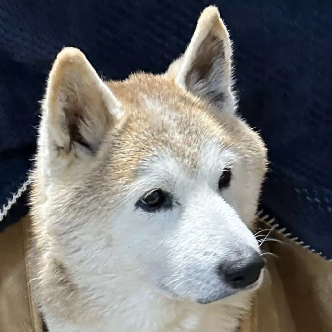 気ままなゴンちゃん