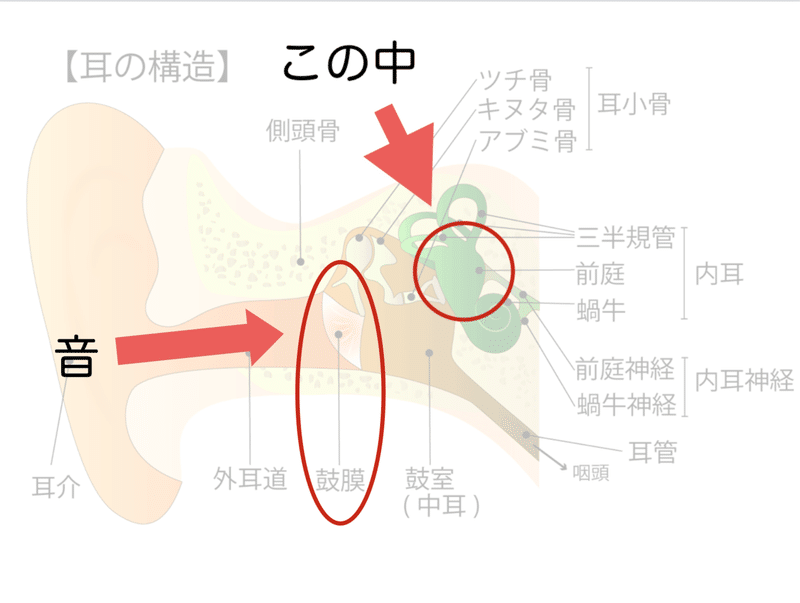 めまい 耳 石