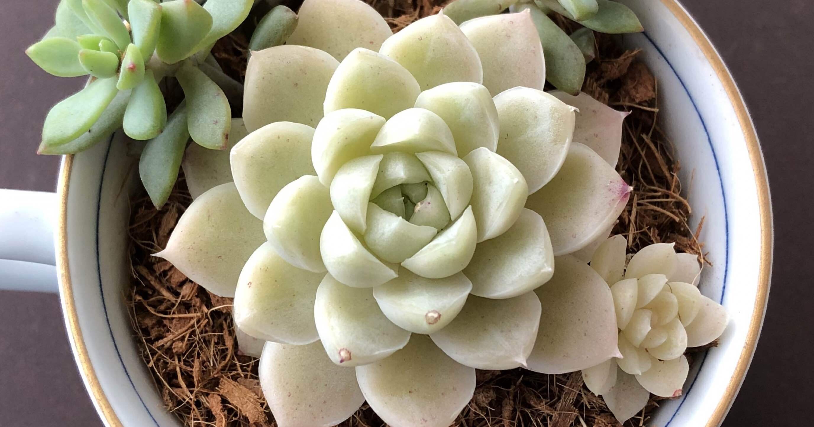 多肉植物入門しました｜にしむろくん☆