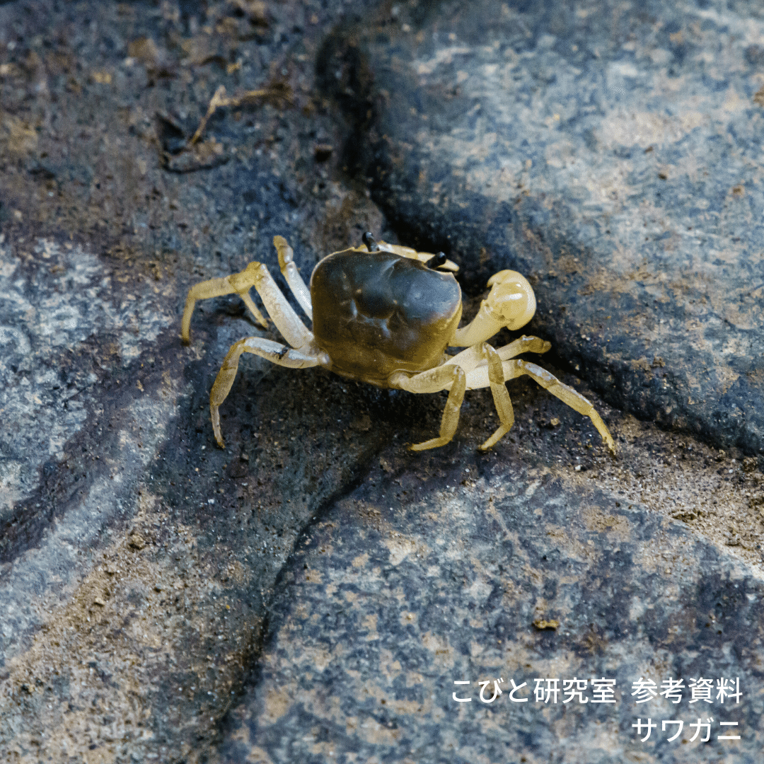 こびと 1日1コビト紹介 ：サワカニカラゼオイ｜こびとづかん公式note