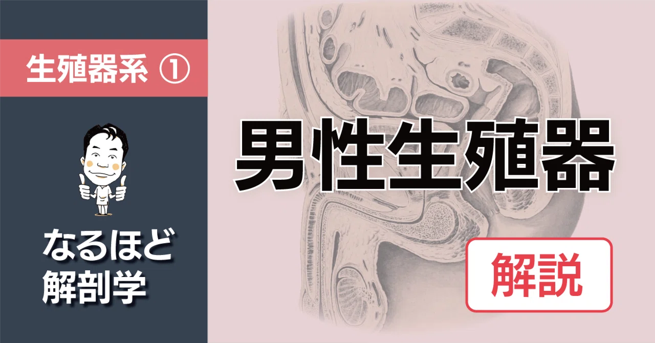 なるほど解剖学｜生殖器系① 男性生殖器 解説｜かずひろ先生（黒澤一弘