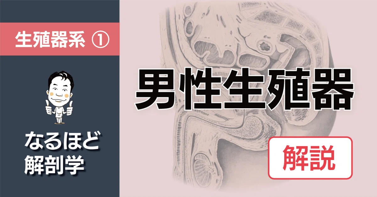 なるほど解剖学｜生殖器系① 男性生殖器 解説｜かずひろ先生（黒澤一弘