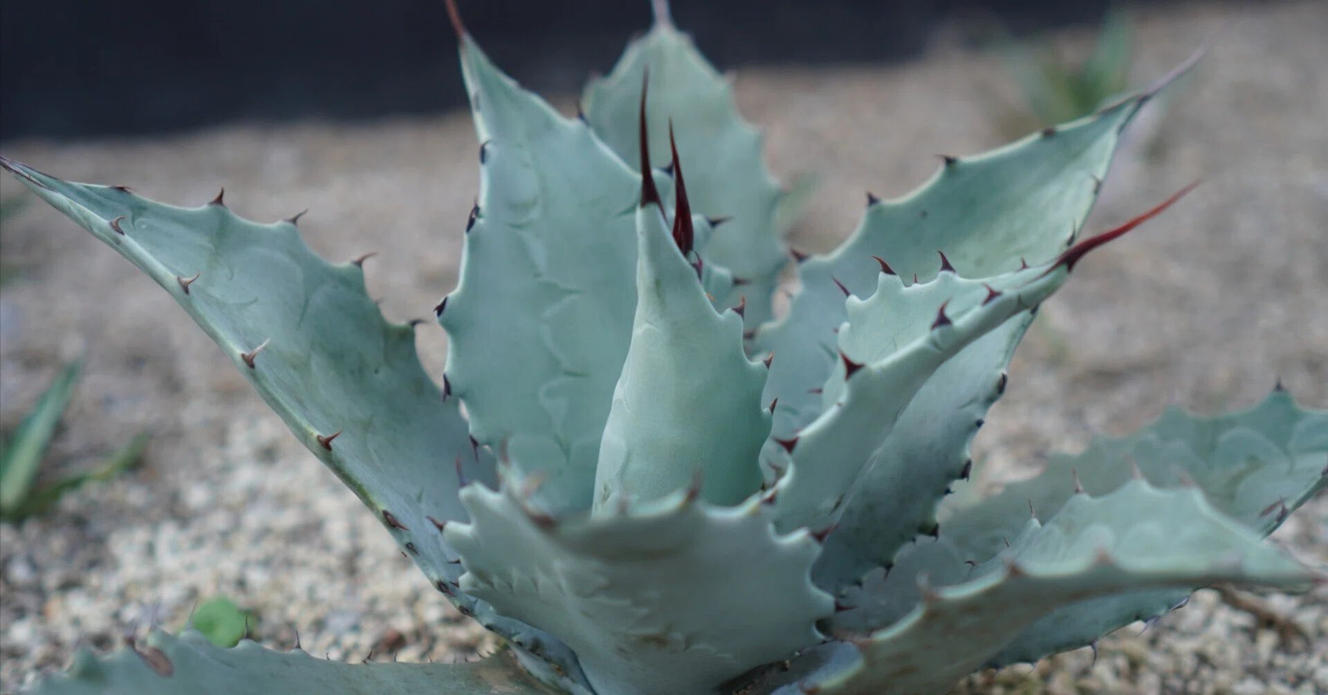 アガベの耐寒性の真実 ー 「耐寒性マイナス〇度」では語れない植物体の