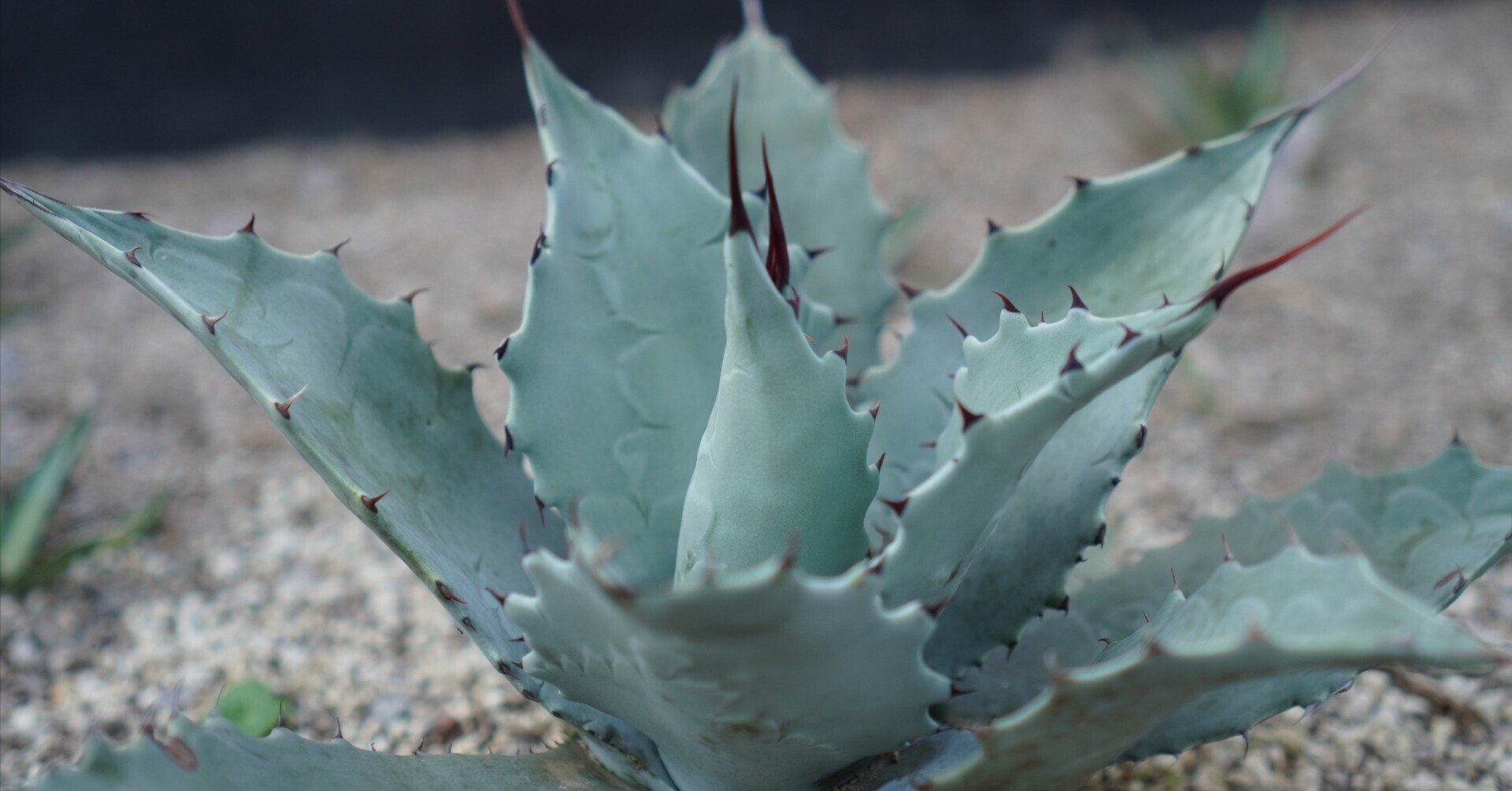 アガベの耐寒性の真実 ー 「耐寒性マイナス〇度」では語れない植物体の アガベの耐寒性の真実 ー 「耐寒性マイナス〇度」では語れない植物体の