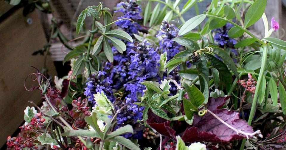 お庭仕事と遊びのハーフ ハーフで 楽 をする 瀬沼泉の花思草labo Note