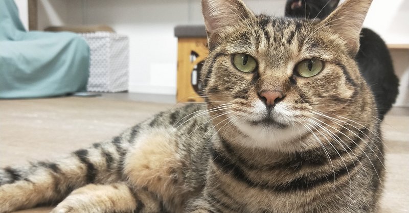 猫紹介 マックス 保護猫カフェたまゆら Note 猫紹介 マックス 保護猫カフェたまゆら Note