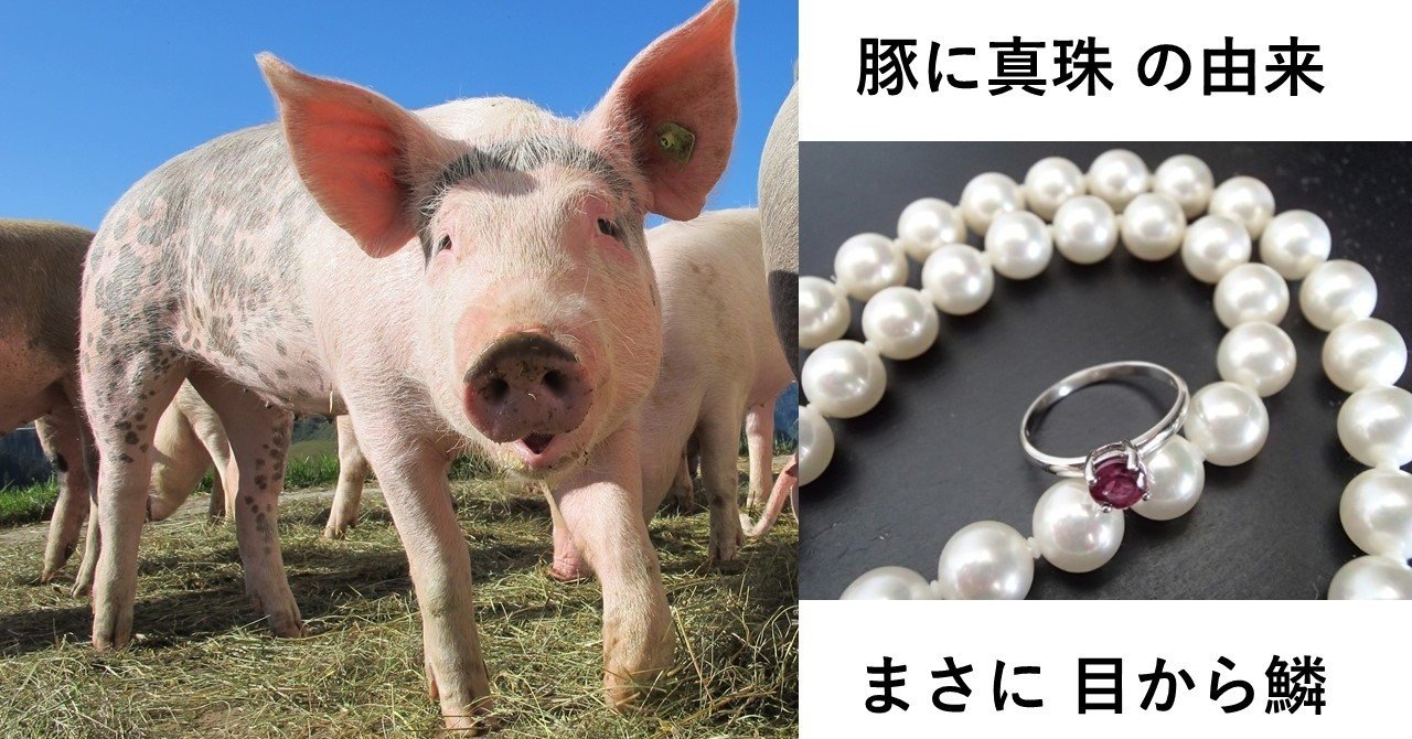ことわざ 豚に真珠 の意外過ぎる由来とは オモシロなんでも雑学 公式 Note
