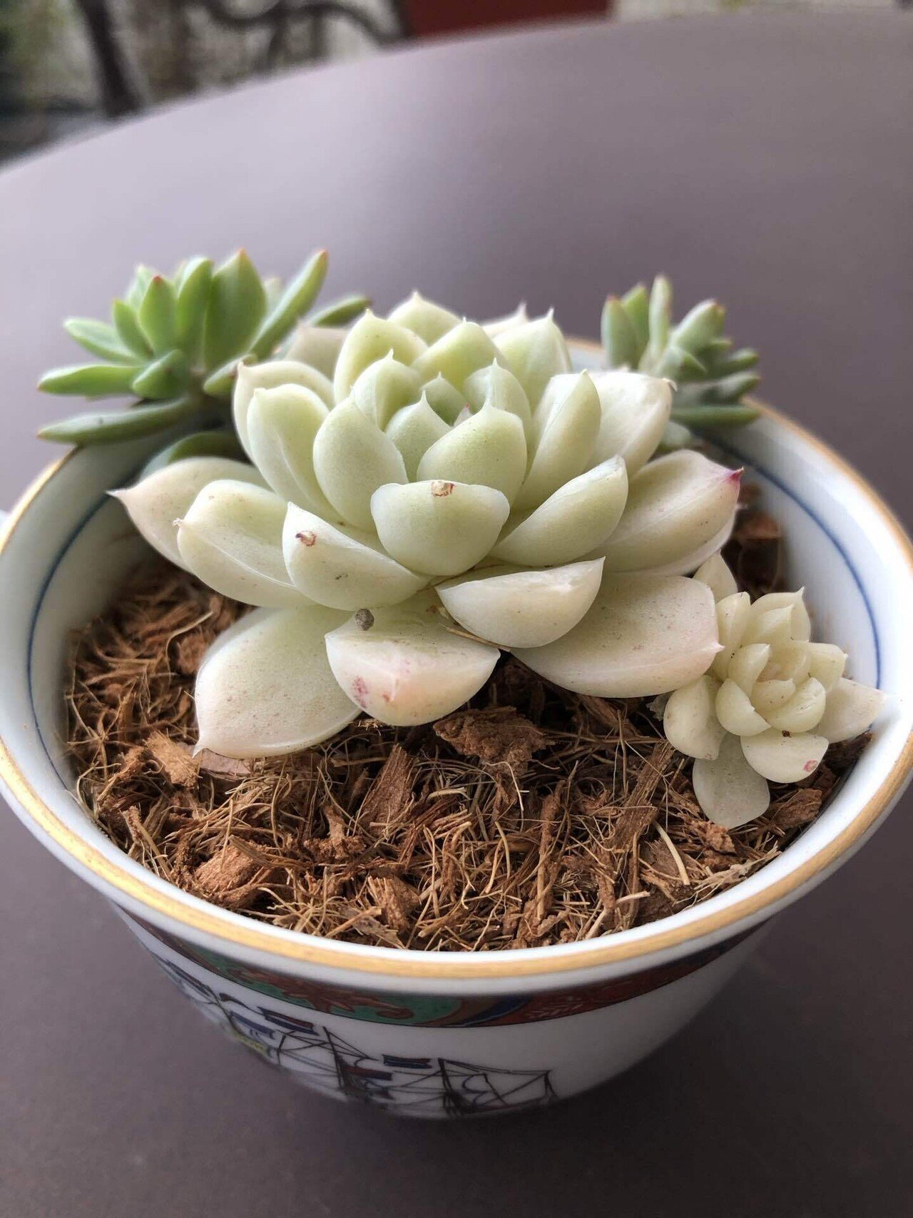 多肉植物入門しました｜にしむろくん☆