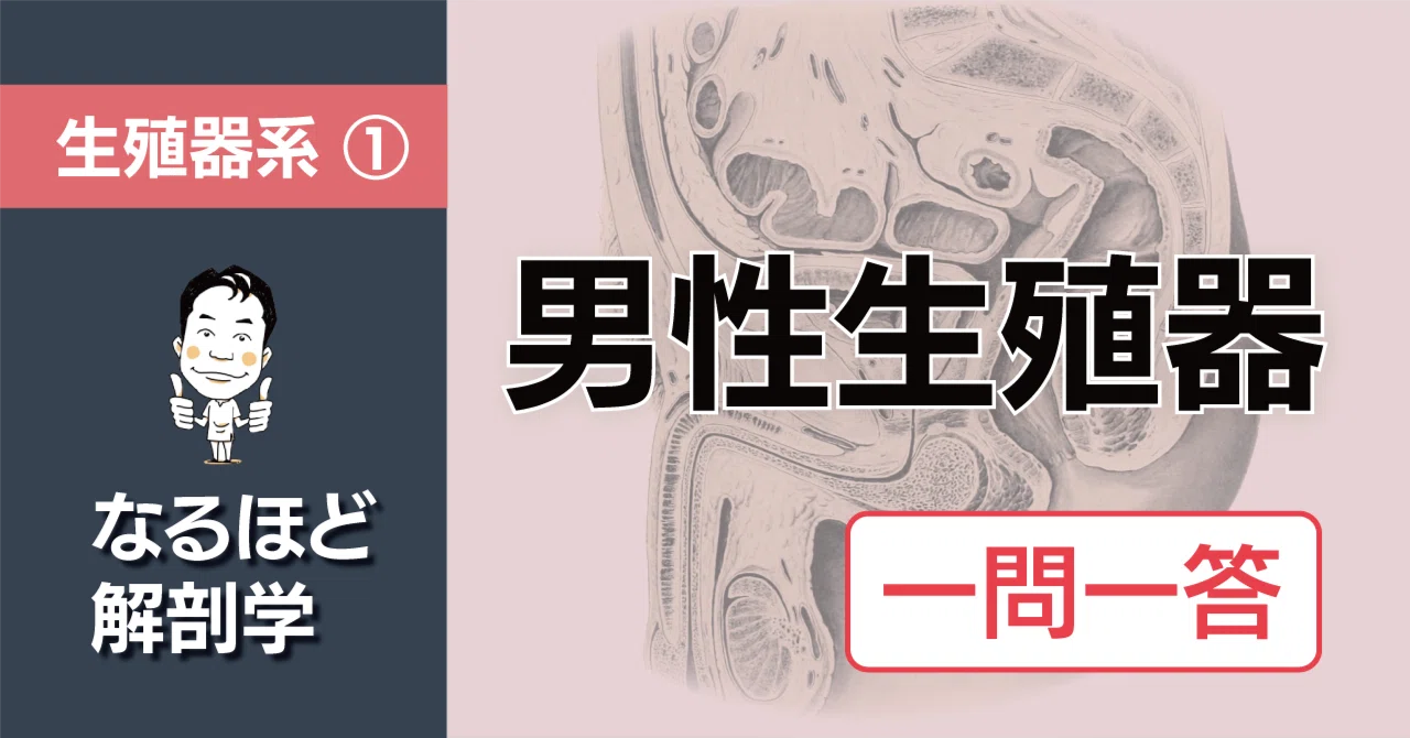 なるほど解剖学｜生殖器系② 男性生殖器 一問一答｜かずひろ先生（黒澤
