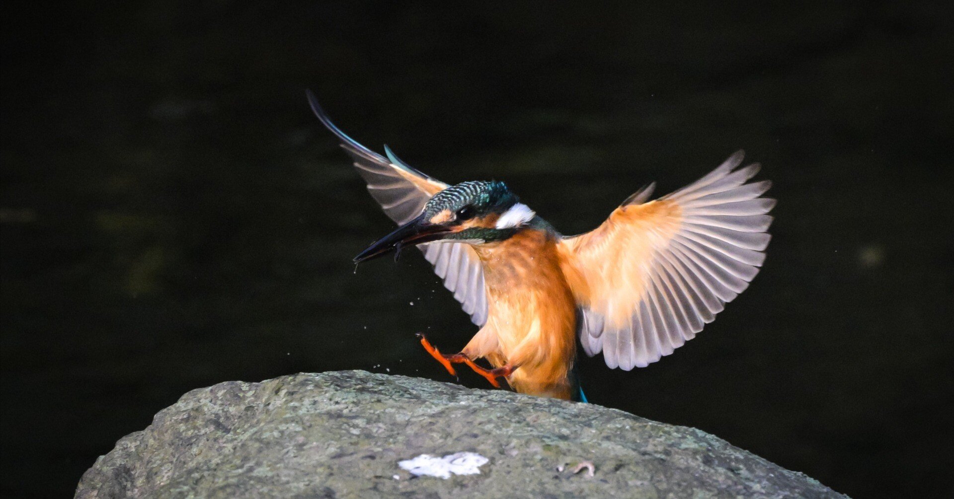 鳥撮り始めてちょうど1年｜栗きんとん