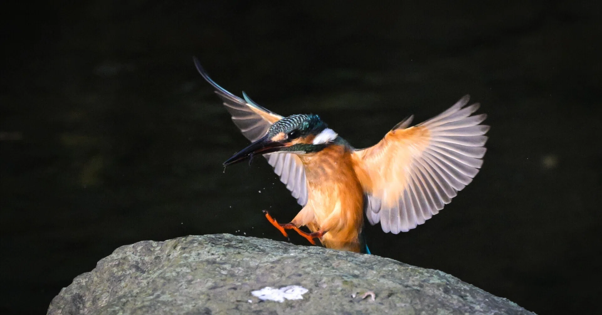 花と鳥 鳥撮り始めてちょうど1年｜栗きんとん