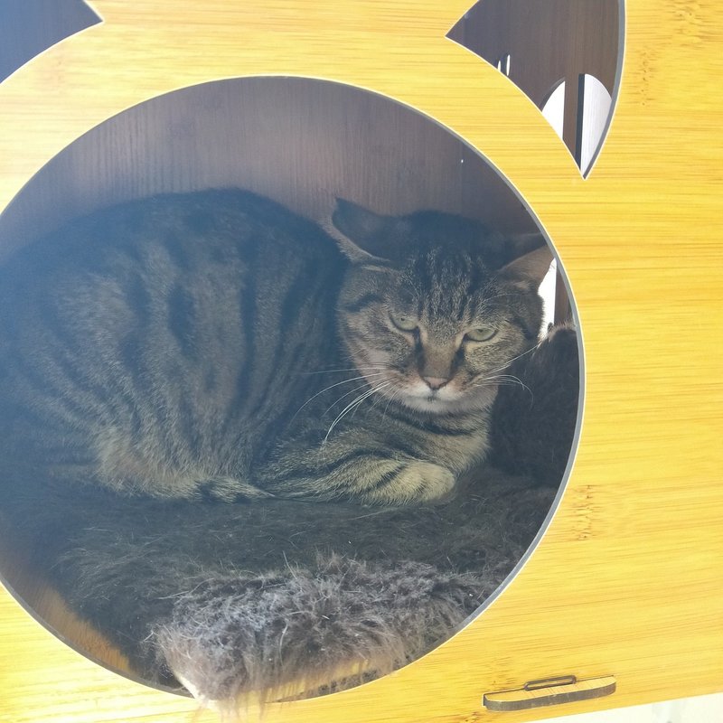 猫紹介 マックス 保護猫カフェたまゆら Note