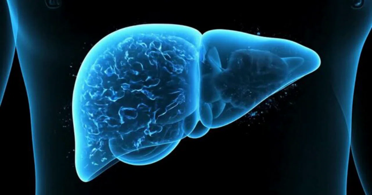 最新｜分子状水素が炎症を抑え、脂肪肝を改善する仕組み