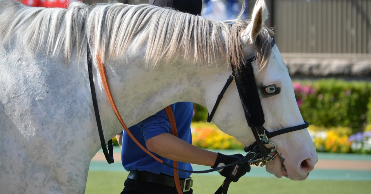 #黒竹賞登録マーク馬の全レースデータ公開〜\(^o^)／｜無料競馬予想シルバーガイル